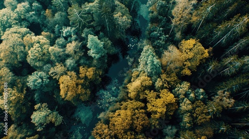 Aerial view of a forest