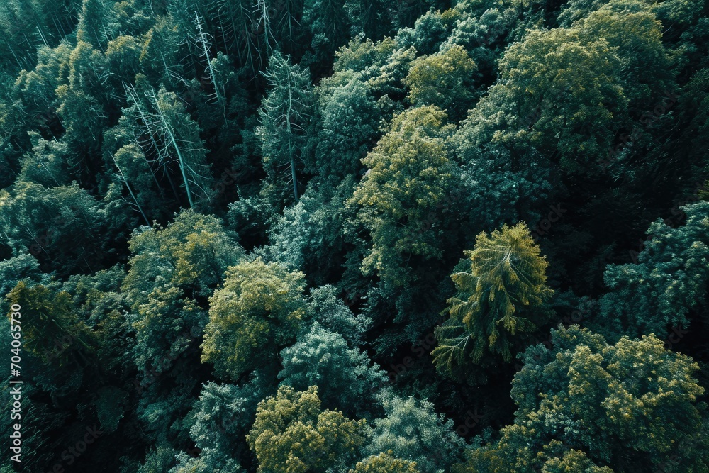 Aerial view of a forest Aerial view of a forest