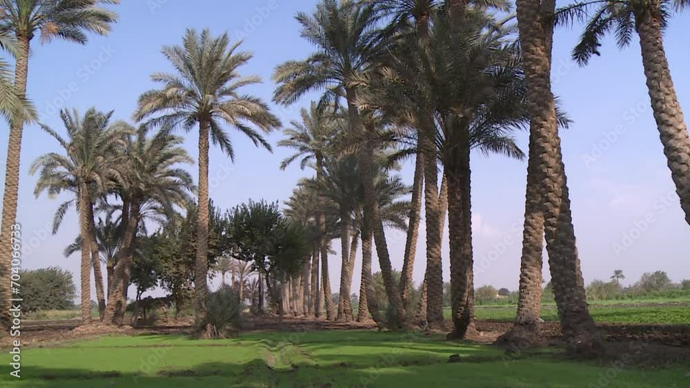 Egyptian Countryside
Egyptian Countryside