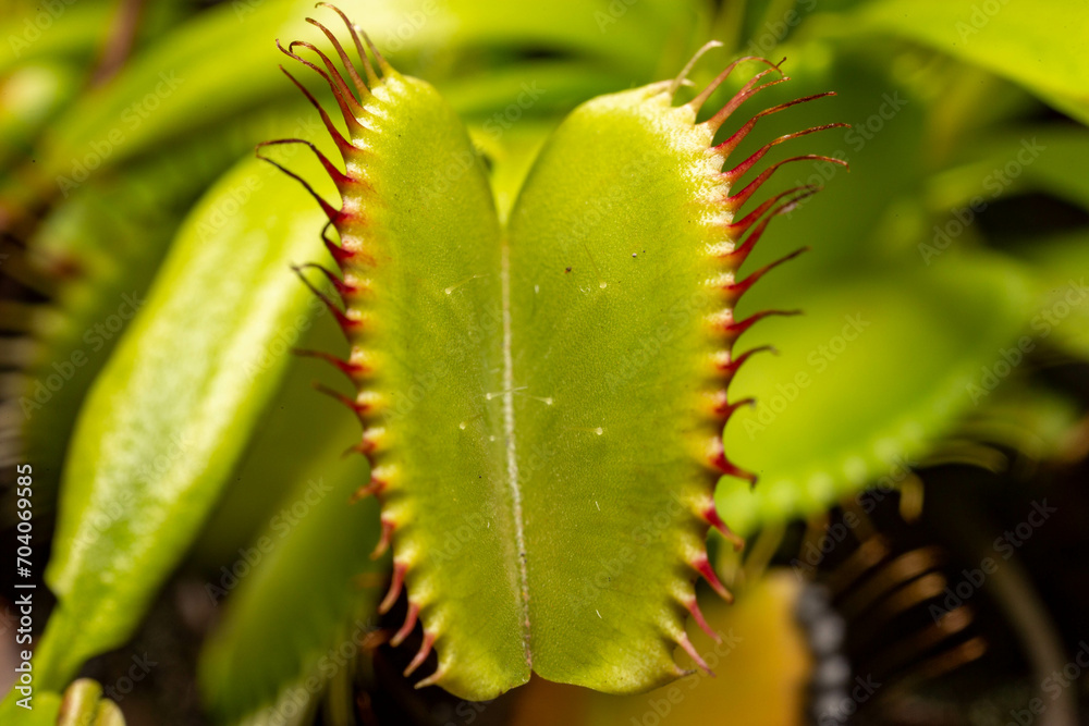 Naklejka premium Dionaea carnivorous plant in selective focus