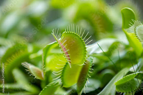 Dionaea carnivorous plant in selective focus