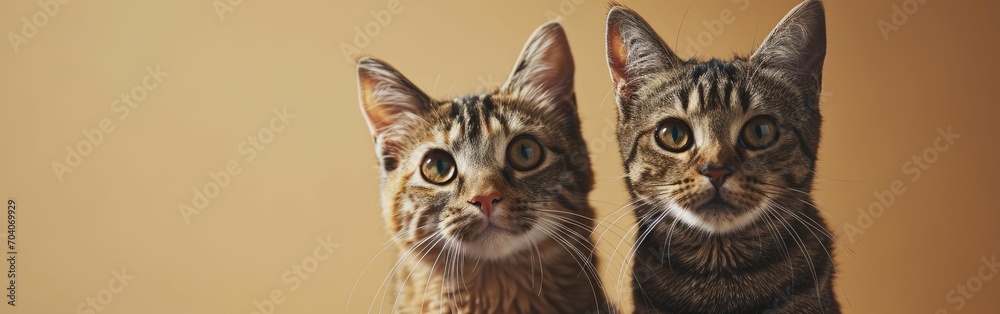 Two cats pose on a plain beige background