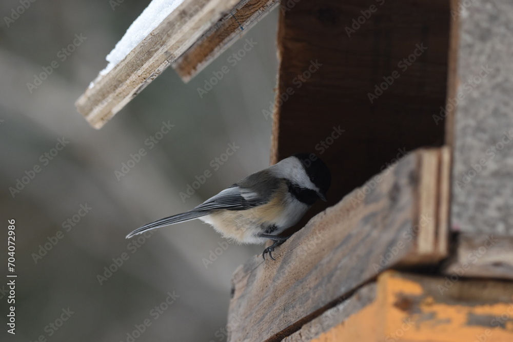 Naklejka premium La Plaine 6 Janvier 2024