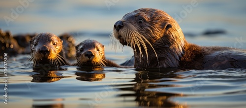 California coast showcases otter parent teaching pup to crack open mussels near Carmel. photo