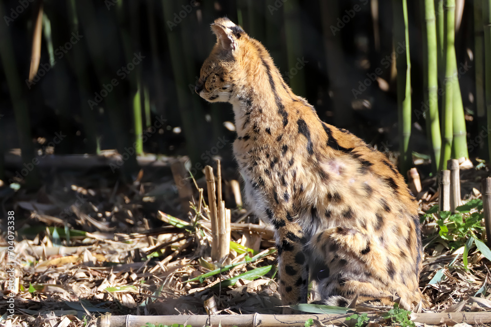 Profil de beau serval assis au soleil