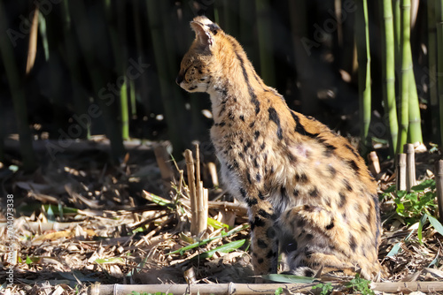 Obraz na płótnie Profil de beau serval assis au soleil w salonie