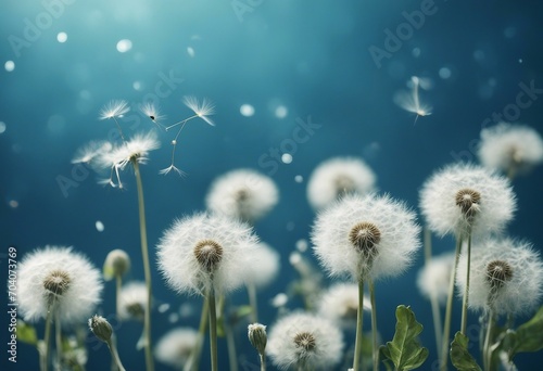 Floral banner with dandelions and fluff on blue background copy space