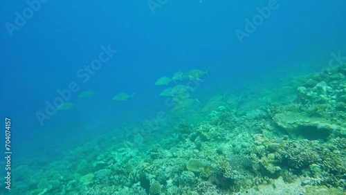 Small school of Bluefin Trevally cruising the reef. photo