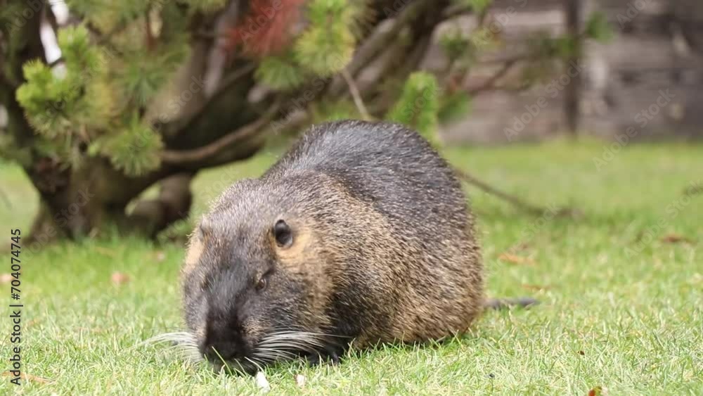 Nutria semiaquatic sits on the grass in parks in winter in Ukraine in the city of Dnepr, animals and nature of Ukraine Nutria semiaquatic sits on the grass in parks in winter in Ukraine in the city of Dnepr, animals and nature of Ukraine