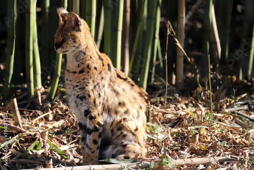 Obraz na płótnie Serval qui pose en soleil w salonie