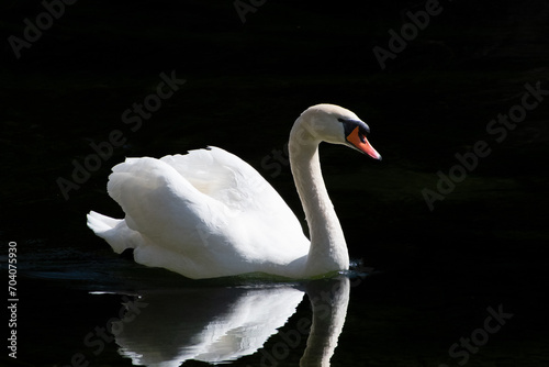 Fototapeta Naklejka Na Ścianę i Meble -  swan on the water - Schwan auf dem Wasser