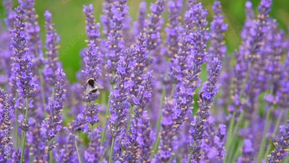 Bumblebee Collecting Nectar and Pollitnating Blooming Lavender Flowers Bumblebee Collecting Nectar and Pollitnating Blooming Lavender Flowers