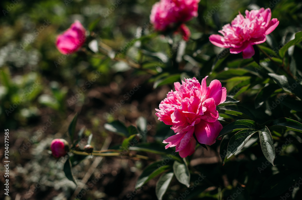 The image is a group of red peony flowers 4861. The image is a group of red peony flowers 4861.