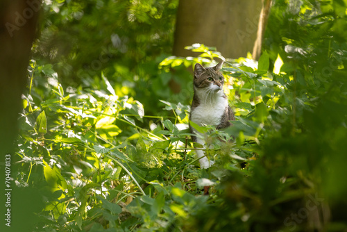 Katze im Blätterurwald photo