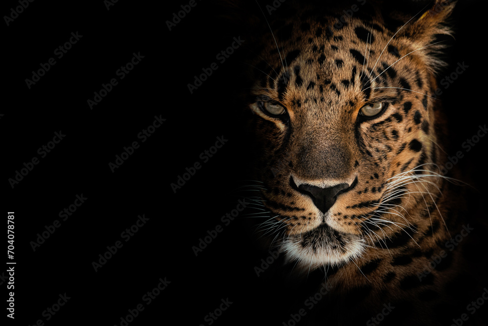 Portrait of a the Amur leopard (Panthera pardus orientalis). East Siberian leopard. Red List Portrait of a the Amur leopard (Panthera pardus orientalis). East Siberian leopard. Red List