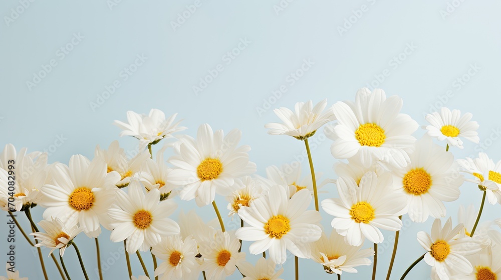 White Yellow Daisies flowers bud on light background White Yellow Daisies flowers bud on light background
