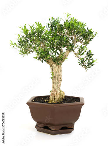 Beautiful bonsai tree in pot isolated on white