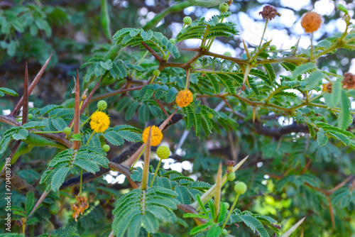 Vachellia tortuosa  the twisted acacia   poponax or huisachillo   a woody  leguminous thorn tree. 