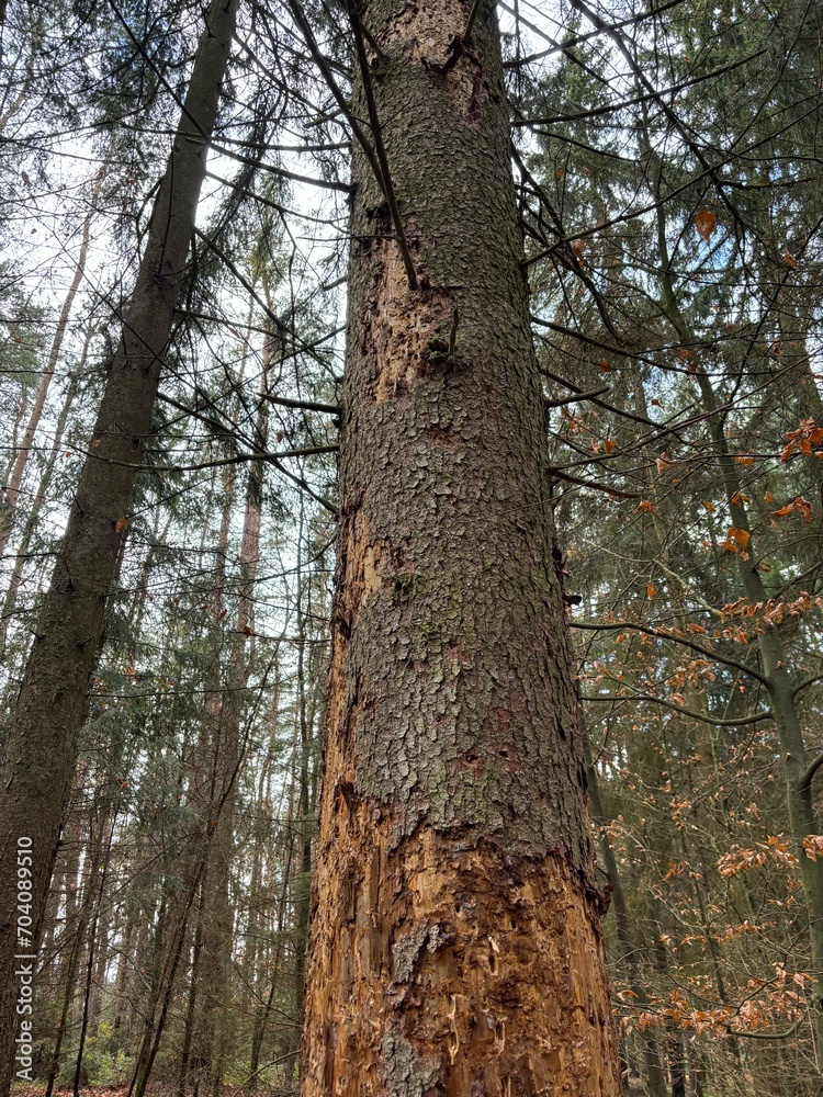 leidender Wald