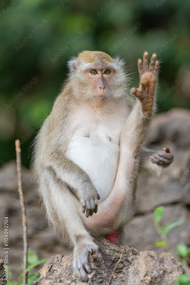 Thailand. Kao-Lak. Macaque monkeys in Phuket parks. Thailand. Kao-Lak. Macaque monkeys in Phuket parks.