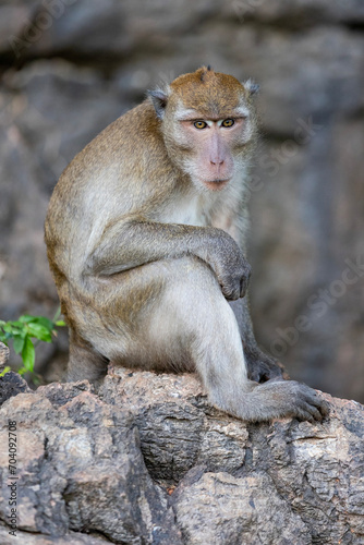 Thailand. Kao-Lak. Macaque monkeys in Phuket parks.