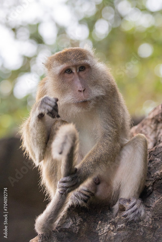 Thailand. Kao-Lak. Macaque monkeys in Phuket parks. © Алексей Смышляев