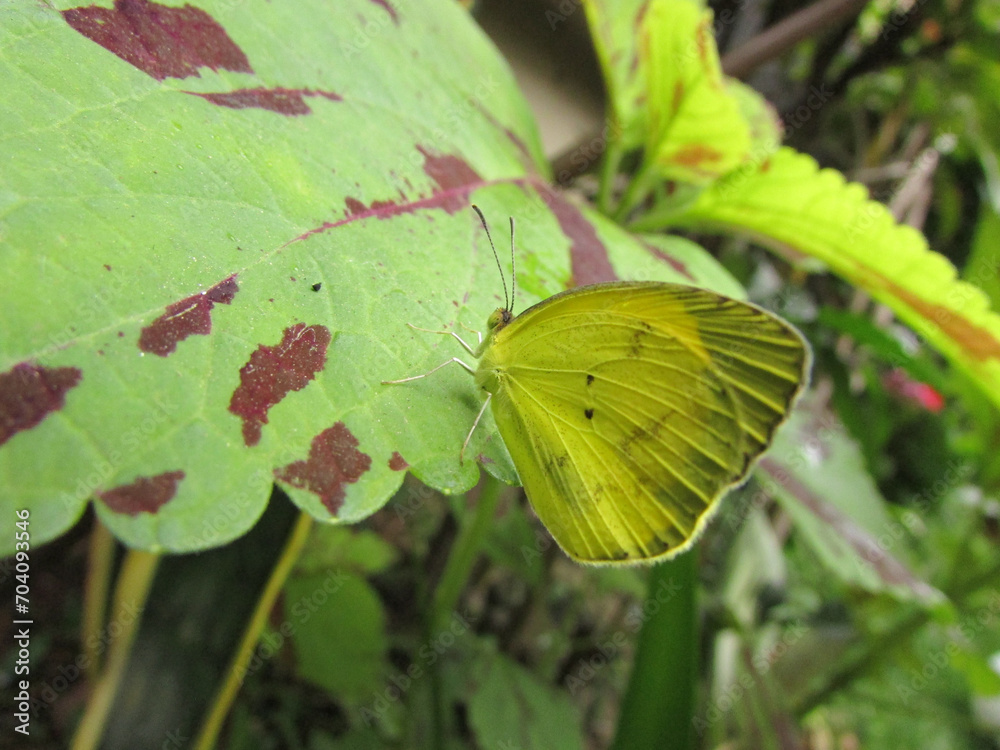 A beautiful yellow butterfly sitting on a leaf in the garden