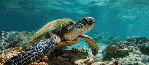 Green turtle in Okinawa's Kerama Islands. © TheWaterMeloonProjec