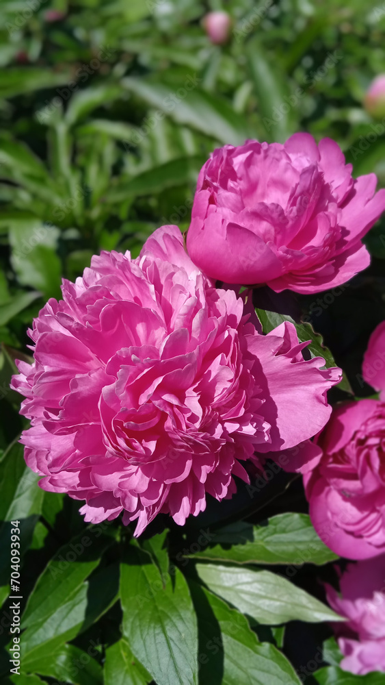 Pink peony flowers outdoors in the garden, summer blossom vertcal image