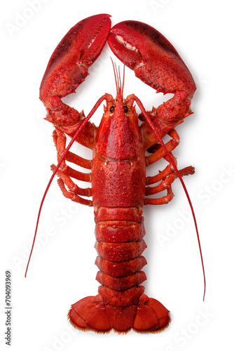 Top view of cooked whole lobster