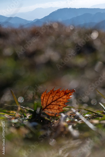 orange leaf on winter field