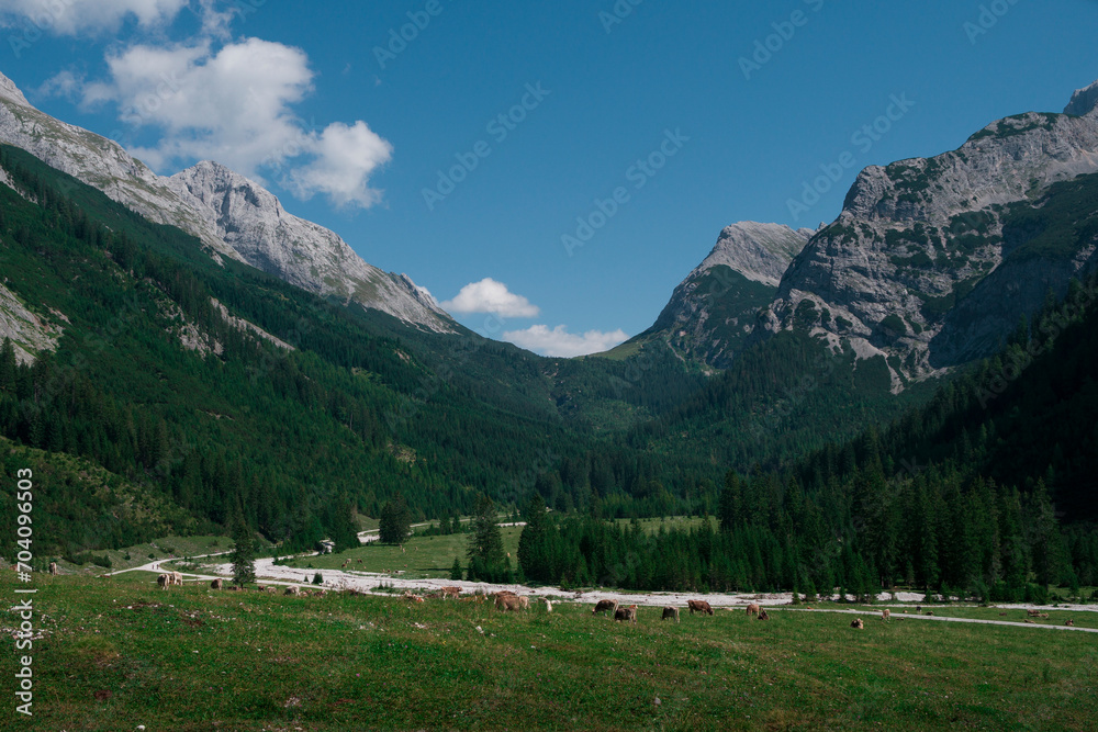 Meadows in the valley in Karwendel mountains during sunny blue sky day in summer, Tyrol Austria.
