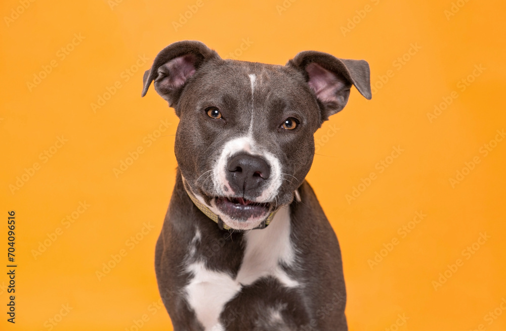 studio shot of a cute dog on an isolated background