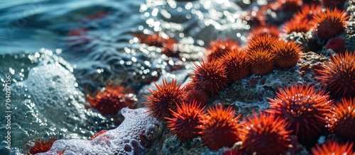Red sea urchins on coral reef at sunrise. Many stunning red sea urchins are washed by waves on the reef. photo