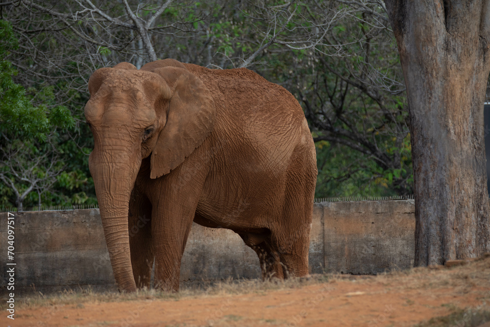 African elephant isolated in selective focus. Big five