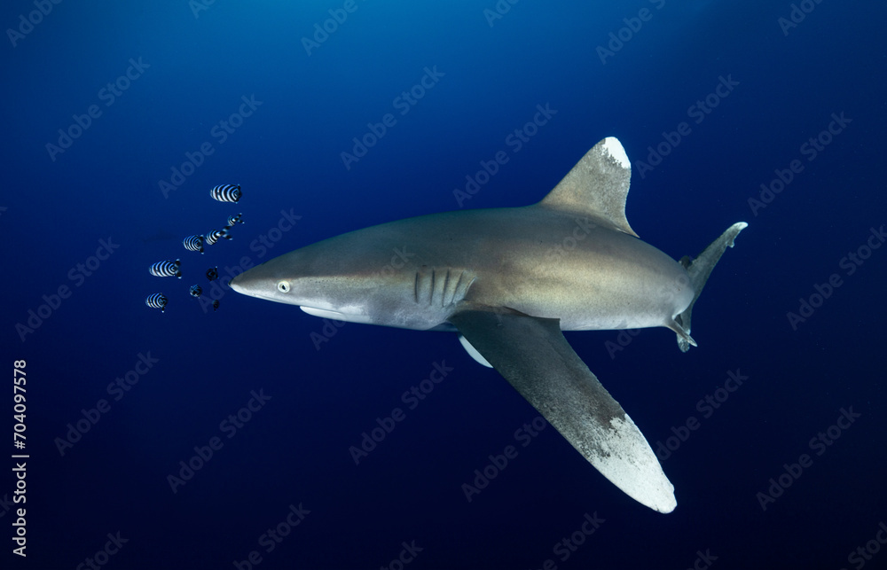 Fototapeta premium Longimanus in the Red Sea