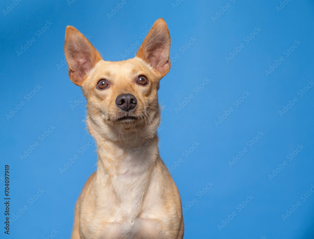 studio shot of a cute dog on an isolated background