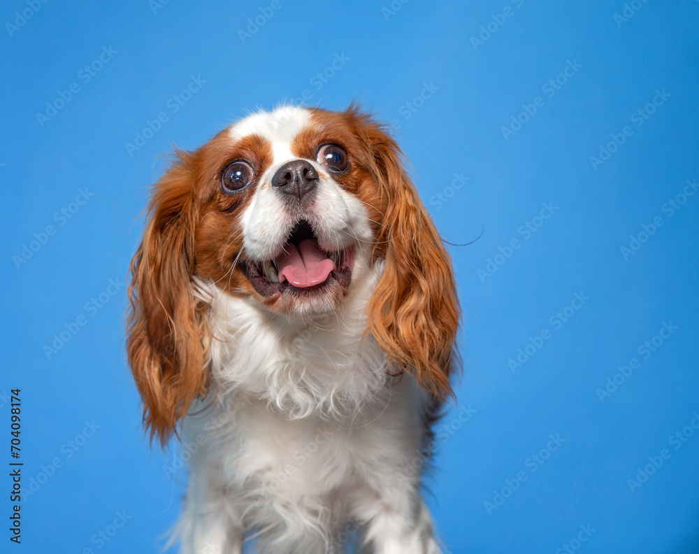 studio shot of a cute dog on an isolated background