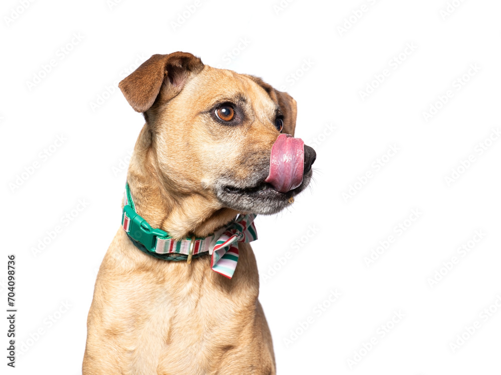 studio shot of a cute dog on an isolated background