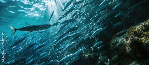 Indian mackerels swiftly swim, feeding in a tropical ocean, captured through underwater photography. photo