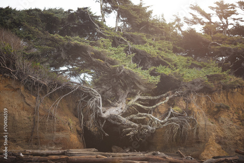 The Tree of Life in Kalaloch, Washington photo