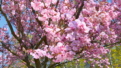 Wallpaper Mural A tree with pink flowers in a park. Sakura in Berlin, Germany. Torontodigital.ca