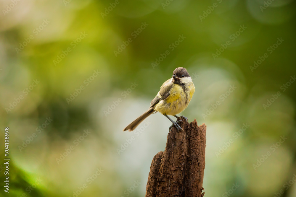 Garden bird Great Tit, Parus major, black and yellow passerine bird sitting on the nice tree branch, Czech. republic. Spring in nature.