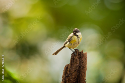 Obraz na płótnie Garden bird Great Tit, Parus major, black and yellow passerine bird sitting on the nice tree branch, Czech. republic. Spring in nature. w salonie