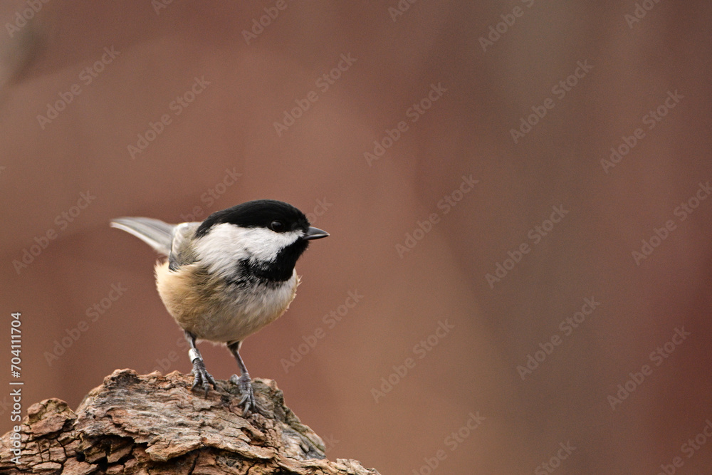 Close up of a Black Capped Chickadee bird perched on a branch with a leg tracking band on its leg Close up of a Black Capped Chickadee bird perched on a branch with a leg tracking band on its leg
