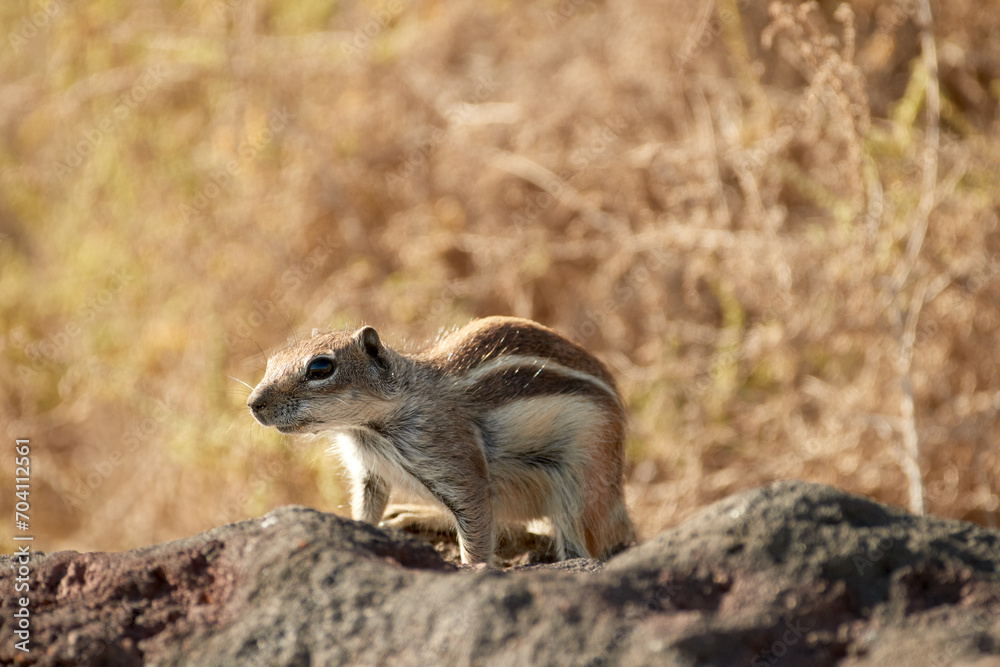 Barbary ground squirrel, Atlantoxerus getulus, small rodent in native environment of rocky desert of Fuerteventura, Canary islands. Barbary ground squirrel, Atlantoxerus getulus, small rodent in native environment of rocky desert of Fuerteventura, Canary islands.