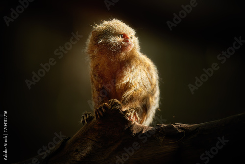 Canvas Print Eastern Pygmy Marmoset, Cebuella niveiventris