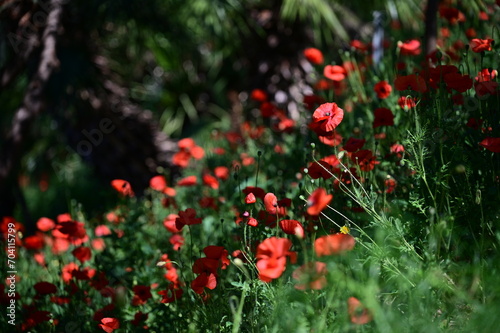 red poppies in the field
