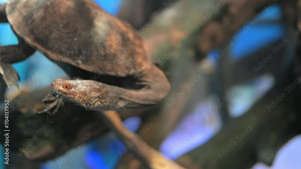 水族館のチリメンナガクビガメ 水族館のチリメンナガクビガメ