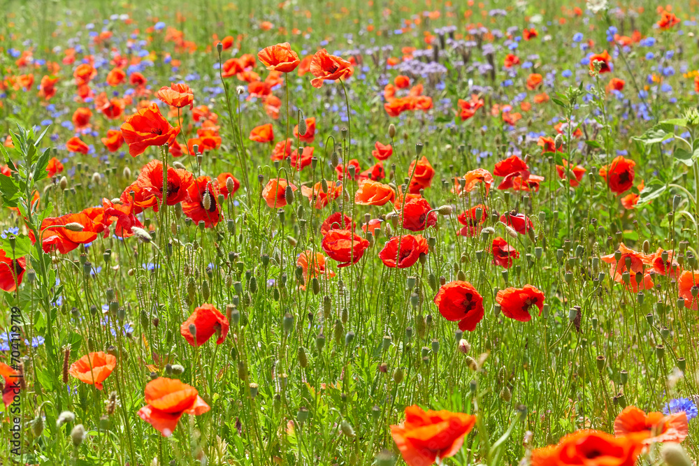Colorful flower meadow with poppies, cornflowers and many other flowers.